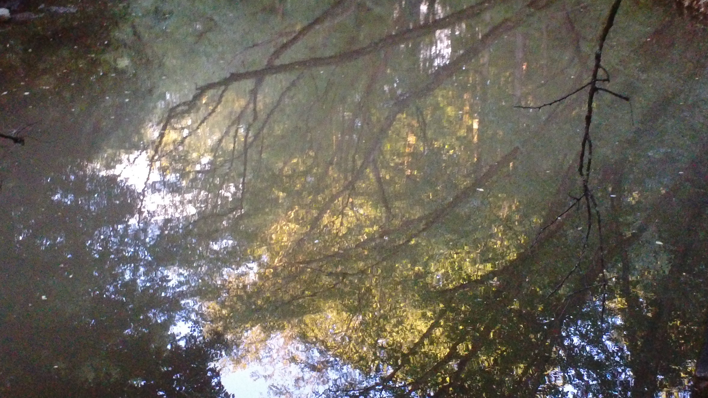 Forest reflection